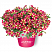 Петуния Amore Queen of Hearts (13 шт.) АПРЕЛЬ