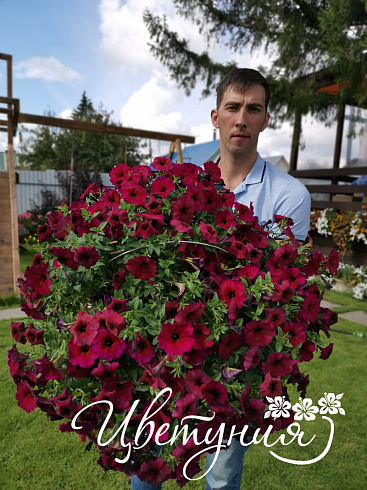 Петхоа Chameletunia® Bordeaux