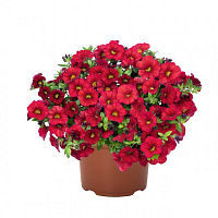 Калибрахоа Aloha Kona Dark Red 2024