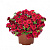 Калибрахоа Aloha Kona Dark Red 2024