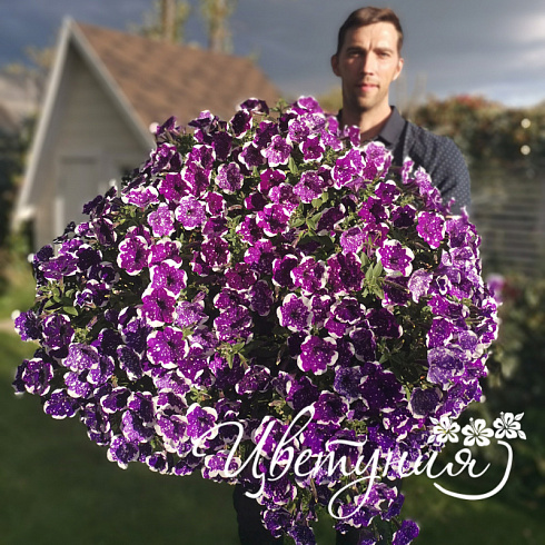 Петуния AlpeTunia Glacier Sky