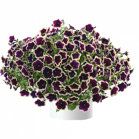 Петуния Cascadias Rim Magenta (13шт.) АПРЕЛЬ