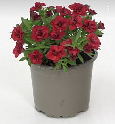 Калибрахоа Minifamous Oro Double Red