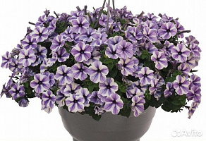 Петуния Sweetunia Starfish (13шт.) МАРТ