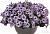 Петуния Sweetunia Starfish (13шт.) МАРТ