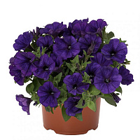 Петуния Potunia Piccola Cobalt Blue (13шт.) МАРТ
