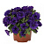 Петуния Potunia Piccola Cobalt Blue (13шт.) МАРТ