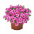 Калибрахоа Aloha Kona Pink 2024