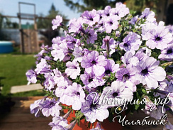 Петуния Lavander Sky