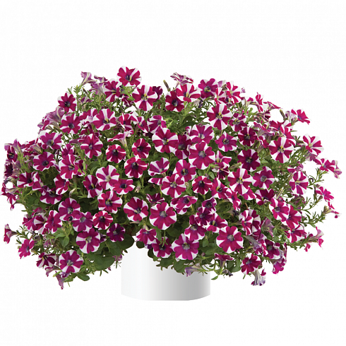 Петуния Cascadias Bicolor Cabernet (13шт.) АПРЕЛЬ