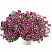 Петуния Cascadias Bicolor Cabernet (13шт.) АПРЕЛЬ