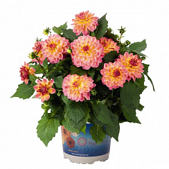 Георгина Hypnotica Rose Bicolor