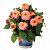 Георгина Hypnotica Rose Bicolor