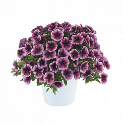 Петуния CASCADIAS Purple Ice