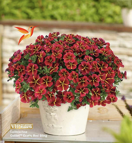 Калибрахоа COLIBRI™ Exotic Red Bling
