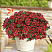 Калибрахоа COLIBRI™ Exotic Red Bling