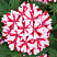 Вербена Lanai Candy Cane (13 шт.) МАРТ