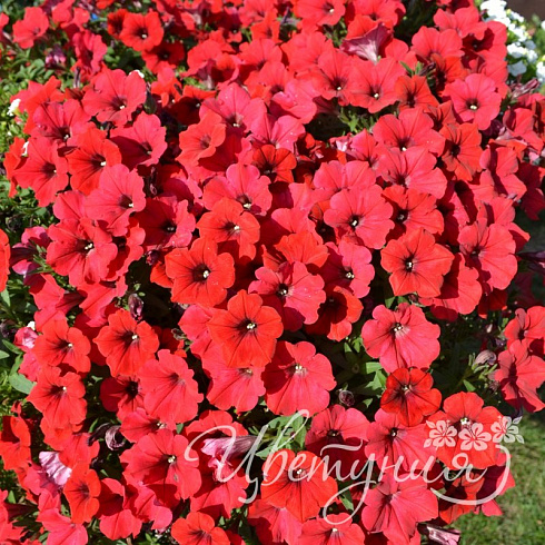 Петуния Surfinia Deep Red (13 шт.) АПРЕЛЬ