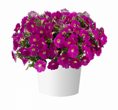 Петуния Cascadias Rose