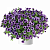 Петуния Littletunia Blue Vein (13шт.) АПРЕЛЬ