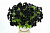 Петуния Ray Black (13 шт.) АПРЕЛЬ
