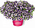 Петуния Amore Purple