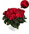 Бегония Элатиор Barkos Berseba Red