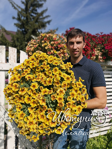 Петхоа Chameletunia® Caramel Yellow