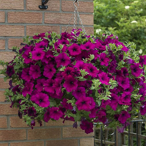 Петуния Fanfare Royal Purple
