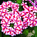 Вербена Lanai Candy Cane