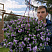Бакопа Scopia Double Lavender