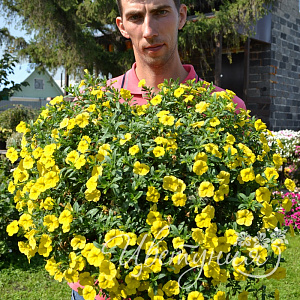 Calibrachoa Noa Lemoncello