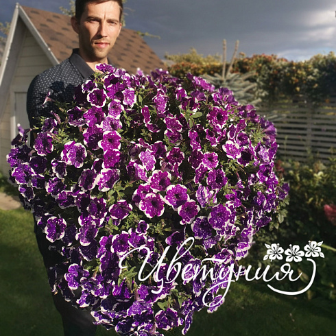 Петуния AlpeTunia Glacier Sky