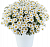 Аргирантемум Lollies White Chocolate (13шт.) МАРТ