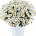 Аргирантемум Lollies White Chocolate
