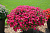 Петуния Vista Fuchsia Improved