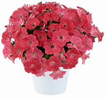 Петуния CAPELLA™ Coral