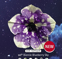 Петуния Bonnie Blueberry Sky