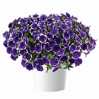 Петуния CASCADIAS™ RIM VIOLET IMPROVED