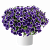 Петуния CASCADIAS™ RIM VIOLET IMPROVED