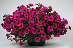 Chameletunia® Purple (Petchoa BeautiCal)