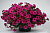 Chameletunia® Purple (Petchoa BeautiCal)