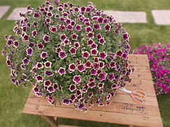 Петуния Cascadias Rim Magenta (13шт.) АПРЕЛЬ