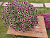 Петуния Cascadias Rim Magenta (13шт.) АПРЕЛЬ