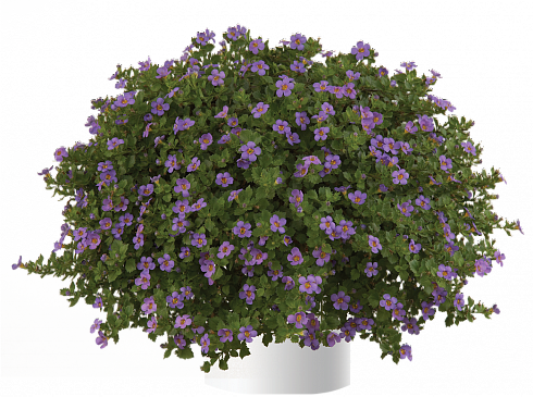 Бакопа SCOPIA® GREAT REGAL BLUE