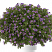 Бакопа SCOPIA® GREAT REGAL BLUE
