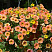 Петуния Cascadias Indian Summer
