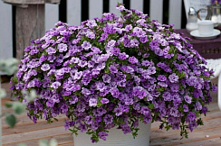 Калибрахоа Calita Double Sky Blue