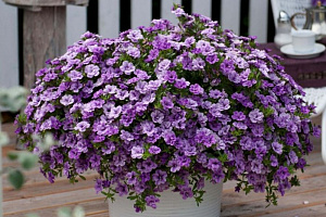 Калибрахоа Calita Double Sky Blue