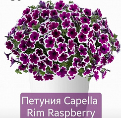 Петуния Capella Rim Raspberry (13 шт.) АПРЕЛЬ